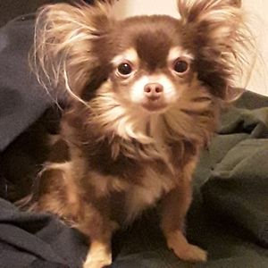 Meet your Posher, Billy